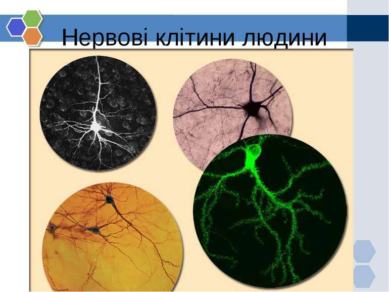 Нервові клітини людини