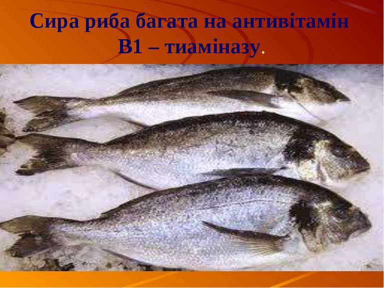 Сира риба багата на антивітамін В1 – тиаміназу.