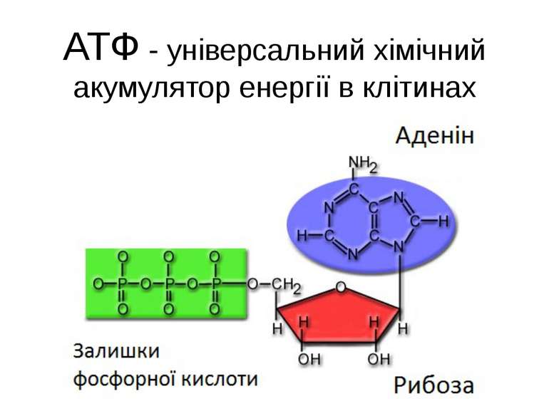 АТФ - універсальний хімічний акумулятор енергії в клітинах