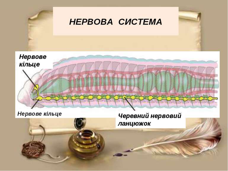 НЕРВОВА СИСТЕМА Нервове кільце Нервове кільце Черевний нервовий ланцюжок