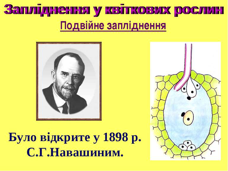 Подвійне запліднення Було відкрите у 1898 р. С.Г.Навашиним.