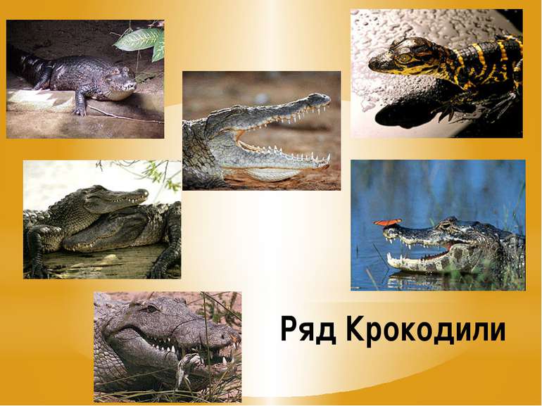 Ряд Крокодили