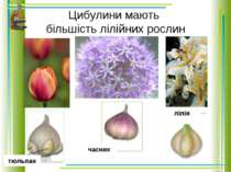 Цибулини мають більшість лілійних рослин тюльпан лілія часник