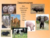 Тваринництво Корови Ангорські кози Вівці Верблюди Буйволи Слони Свині Яки