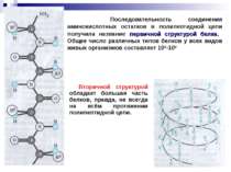 Последовательность соединения аминокислотных остатков в полипептидной цепи по...