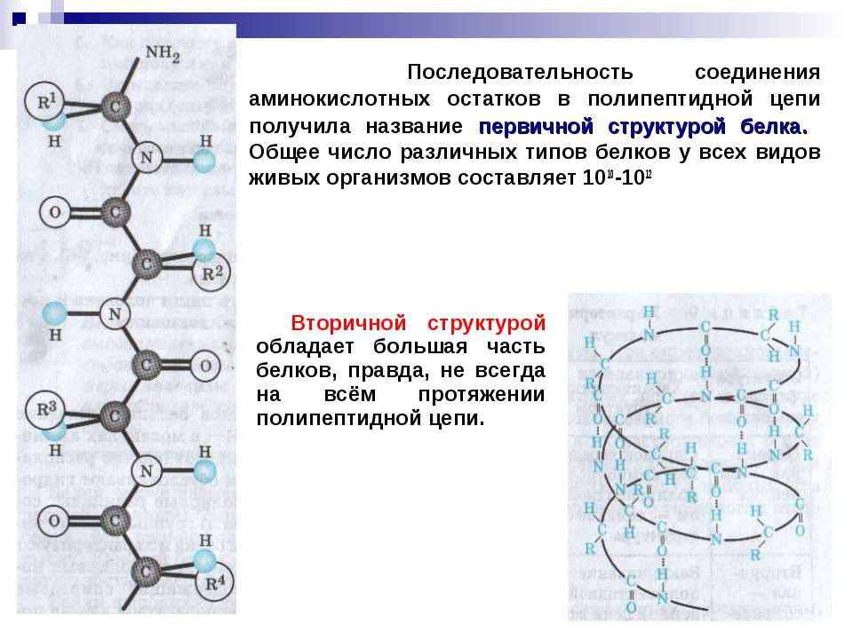 Полипептидная связь белка. Последовательность аминокислот в полипептидной цепочке. Таблица полипептидной цепи белков. Пространственная конфигурация полипептидной цепи. Полипептидная цепь название.