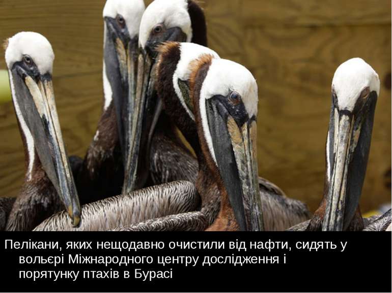 Пелікани, яких нещодавно очистили від нафти, сидять у вольєрі Міжнародного це...