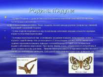 Родина п'ядуни Родина П'ядуни — дуже велика група порівняно невеликих метелик...