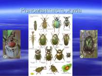 Різноманітність жуків Жрущ Жрущ