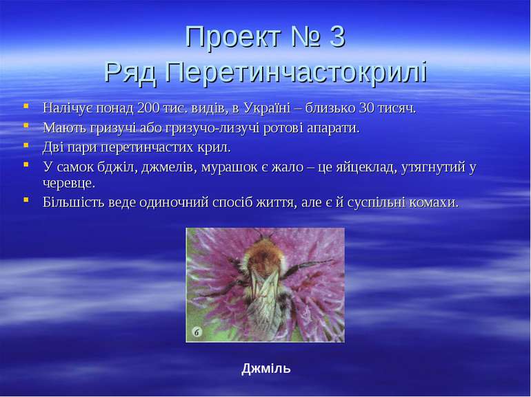Проект № 3 Ряд Перетинчастокрилі Налічує понад 200 тис. видів, в Україні – бл...