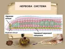 НЕРВОВА СИСТЕМА Нервове кільце Нервове кільце Черевний нервовий ланцюжок