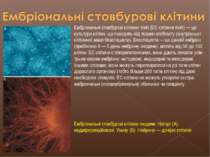 Ембріональні стовбурові клітинні лінії (ЕС клітинні лінії) — це культури кліт...