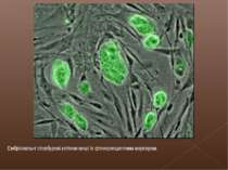 Ембріональні стовбурові клітини миші із флюоресцентним маркером.