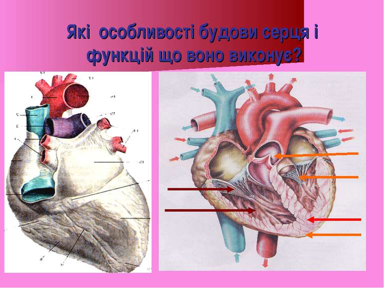 Які особливості будови серця і функцій що воно виконує?