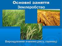 Вирощування ячменю,рису, пшениці Землеробство