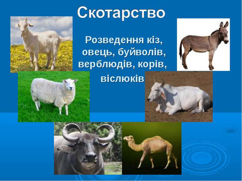 Розведення кіз, овець, буйволів, верблюдів, корів, віслюків