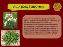 Види роду Гадючник Гадючник в’язолисний часто формує стрічкоподібні зарості з...
