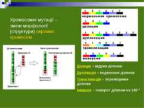 Хромосомні мутації – зміни морфології (структури) окремих хромосом Делеція – ...