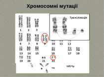 Хромосомні мутації Транслокація