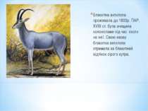 Блакитна антилопа проживала до 1800р. ПАР. XVIII ст. була знищена колоністами...