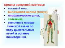 Органы иммунной системы: костный мозг, вилочковая железа (тимус), лимфатическ...