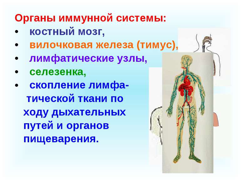 Органы иммунной системы: костный мозг, вилочковая железа (тимус), лимфатическ...