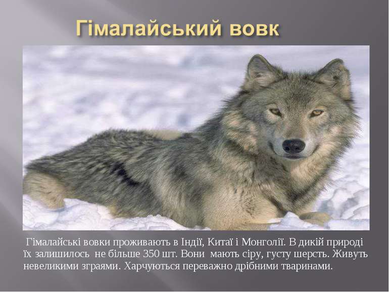 Гімалайські вовки проживають в Індії, Китаї і Монголії. В дикій природі їх за...