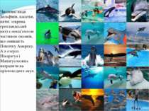 Численні види дельфінів, касатки, кити( зокрема гренландський кит) є невід’єм...