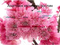 Анатомія квіткових рослин Характерною ознакою покритонасінних є квітка, яка д...