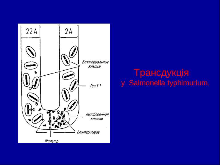 Трансдукція у Salmonella typhimurium.