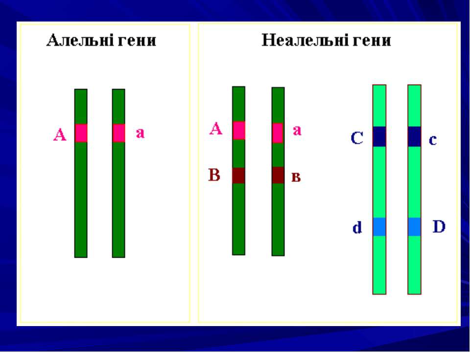 Организм содержащий одинаковые аллельные гены. Аллельные и неаллельные гены. Что такое ген аллельные гены. Аллейные и неаллйные гены. Неаллельные и неаллелтеые гены.