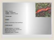 Клас - Олігохети     Родина - Люмбрициди     Рід/Вид - Lumbricus terrestris  ...