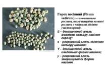 Горох посівний (Pisum sativum) – самозапильна рослина, тому нащадки кожної ро...