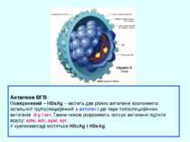 Антигени ВГВ Поверхневий – HBsAg – містить два різних антигенні компоненти: з...