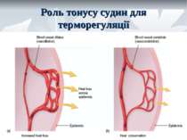 Роль тонусу судин для терморегуляції