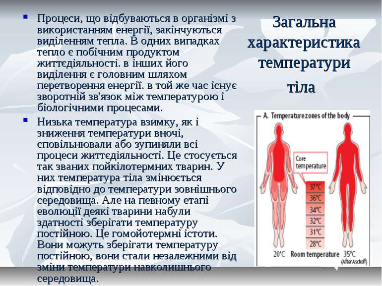 Загальна характеристика температури тіла Процеси, що відбуваються в організмі...
