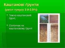 Каштанові ґрунти (уміст гумусу 3.0-3.5%) Темно-каштановий ґрунт, Солончак на ...