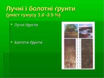 Лучні і болотні ґрунти (уміст гумусу 1.0 -3.5 %) Лучні ґрунти Болотні ґрунти