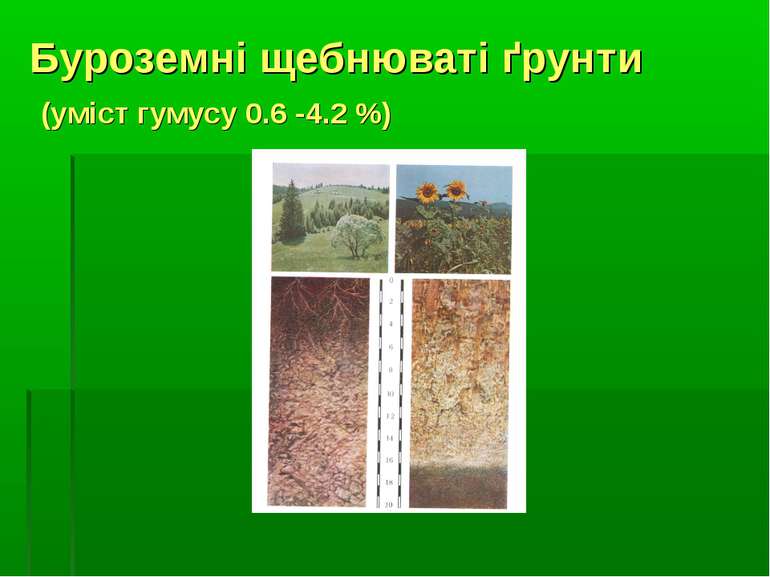 Буроземні щебнюваті ґрунти (уміст гумусу 0.6 -4.2 %)