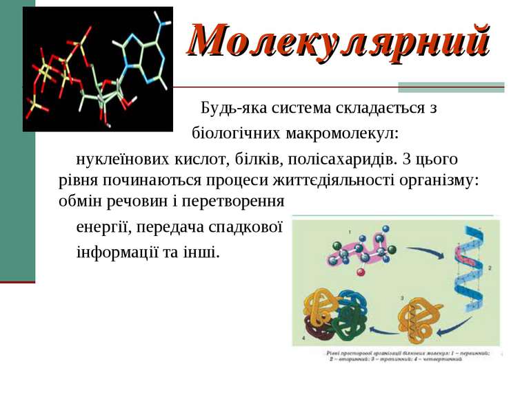 Молекулярний Будь-яка система складається з біологічних макромолекул: нуклеїн...