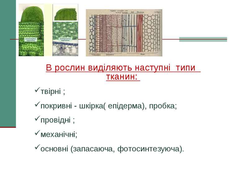 В рослин виділяють наступні типи тканин: твірні ; покривні - шкірка( епідерма...