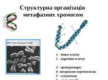 Структурна організація метафазних хромосом 1 - довге плече; 2 - коротке плече...
