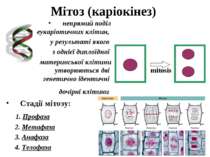 Мітоз (каріокінез) непрямий поділ еукаріотичних клітин, у результаті якого з ...