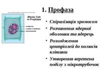 1. Профаза Спіралізація хромосом Розчинення ядерної оболонки та ядерець Розхо...