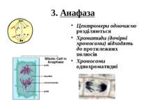 3. Анафаза Центромери одночасно розділяються Хроматиди (дочірні хромосоми) ві...