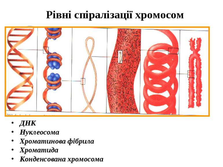 Рівні спіралізації хромосом ДНК Нуклеосома Хроматинова фібрила Хроматида Конд...