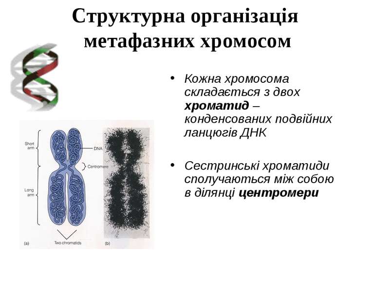 Структурна організація метафазних хромосом Кожна хромосома складається з двох...