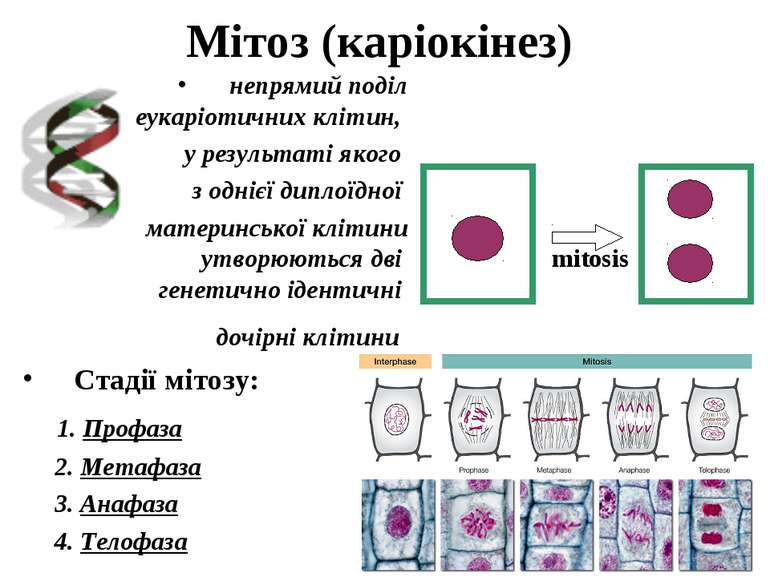Мітоз (каріокінез) непрямий поділ еукаріотичних клітин, у результаті якого з ...