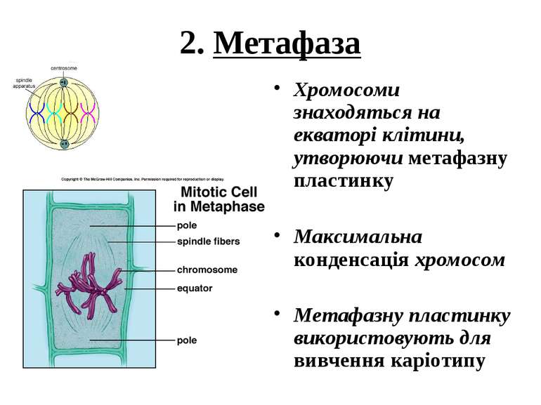 2. Метафаза Хромосоми знаходяться на екваторі клітини, утворюючи метафазну пл...