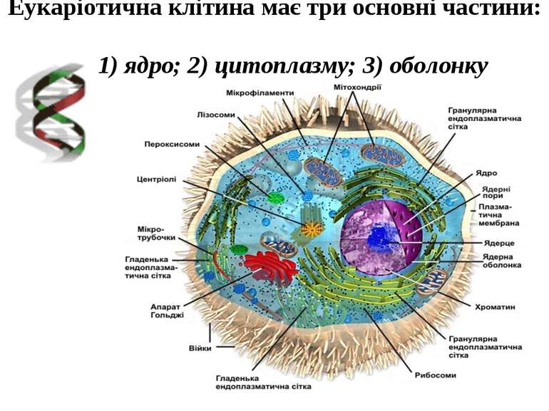 Еукаріотична клітина має три основні частини: 1) ядро; 2) цитоплазму; 3) обол...